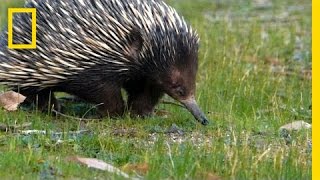 Prickly Love Echidnas Caught Mating  National Geographic [upl. by Hcab]