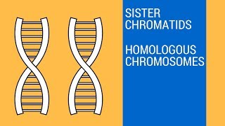 Sister chromatids and Homologous Chromosomes [upl. by Kelsy]