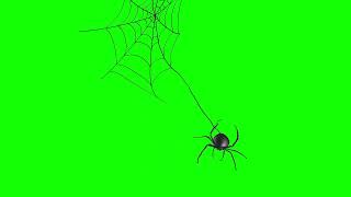 spiders hanging with their web green screen effect [upl. by Gnut]