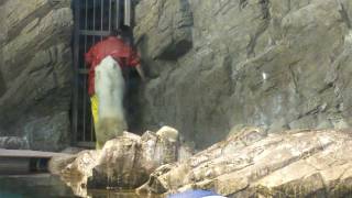 ホッキョクグマ飼育員さんを襲う Polar bear attacks Zoo keeper [upl. by Enomys]