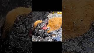 Amazing Transformation Of Puppy Rescued From Tar 🐕❤️ pets doglover pupp [upl. by Nnybor]