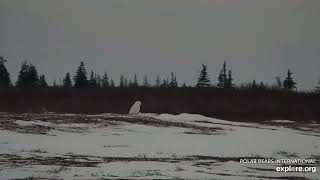 Snowy Owl Spotted on the Tundra at Hudson Bay 11132024 exploreorg [upl. by Eneri661]