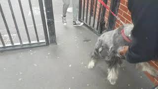 Meeting my standard schnauzer after one week away [upl. by Lucchesi]