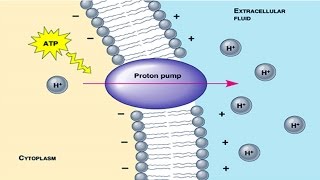 Proton pump [upl. by Menzies259]