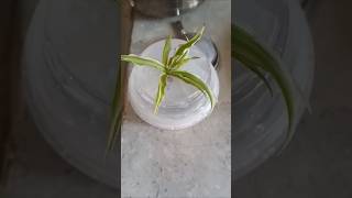 Propagate spider plant in water plants balconyplants balcony nature balconyflowers [upl. by Attenra]