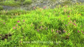 Pink Morning Glory flowers in Kaas tableland [upl. by Notlrahc315]