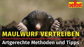 Maulwurf vertreiben Artgerechte Methoden [upl. by Leonardo]