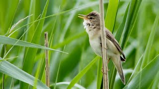 Marsh warblers Acrocephalus palustris imitate European and African birds For closeups skip intro [upl. by Nosnehpets]