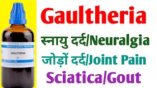 Gaultheria Benefits In Hindi  दर्द और सूजन  गठिया   Sciatica  Gout Rheumatoid Arthritis [upl. by Moreta]