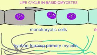 FUNGI LIFE CYCLE IN BASIDIOMYCETES [upl. by Healy]