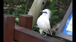 Bali Myna  Singing Eating and Taking a bath [upl. by Lelia71]