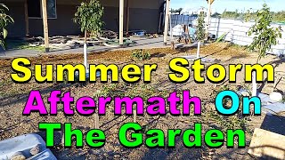 No 322 – Storm Aftermath In The Prepper Garden [upl. by Nylarej668]