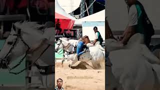 strong defense horse cowgirl rodeo equestrian rodeos cowboys [upl. by Averi254]