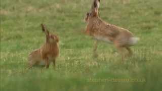 Mad March Hares Boxing  male chases female [upl. by Assille200]