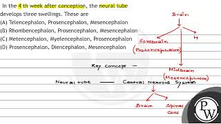 In the 4 th week after conception the neural tube develops three swellings These are A Telen [upl. by Rame]