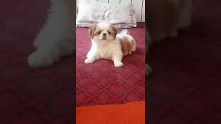 shih tzu puppy barking sound shorts [upl. by Nnylarak609]