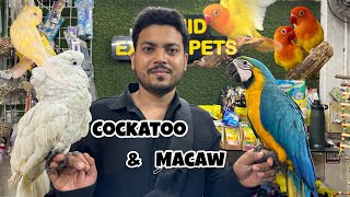 Wajid exotic birds Cockatoo amp macaw  Jogeshwari [upl. by Dyer]