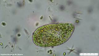 Paramecium Bursaria [upl. by Ragucci315]