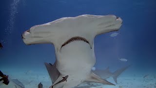 Bimini Shark Diving Jan 2024 [upl. by Nolham895]