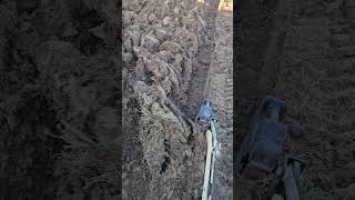 12quot Brinly plow on Cub Cadet 2072 [upl. by Keely225]