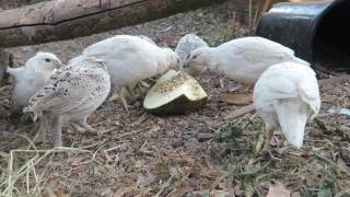 Snowflake and White Bobwhite Quail [upl. by Griz485]