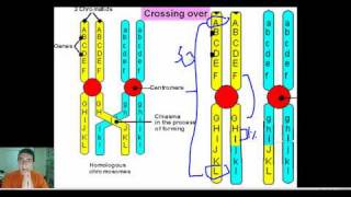 Explaining Recombination Frequencies amp Linkage Gene Mapping Part 2 [upl. by Yrome541]