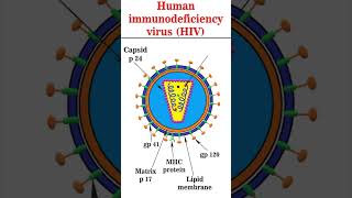 Structure of HIV1 hiv virus [upl. by Osner708]