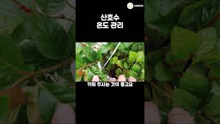 산호수를 잘 키우고 싶다면 🍒 온도 관리 이렇게 해보세요 공기정화식물 식물키우기 plants garden 엉클플랜트 [upl. by Haidabo749]