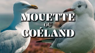 MOUETTE OU GOÉLAND  La Chronique du Vivant [upl. by Beetner]