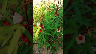 Roselle plant hibiscussabdariffa arabic Karkade medicinal plant medicinalplants roselle [upl. by Otreblaug499]