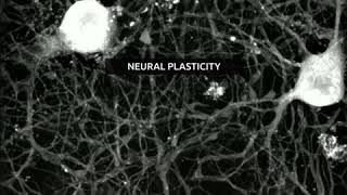 Rat hippocampal neurons imaged with labelfree live cell microscope [upl. by Ellimac605]