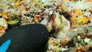 PB072898 Triplespotted blenny w gloved finger [upl. by Hgielram]