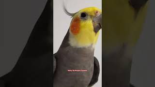 The whistle version of Montys Happy Song by Monty The Naughty Cockatiel ❤️ [upl. by Hyrup]