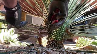 Yucca rostrata trimming [upl. by Freddie]