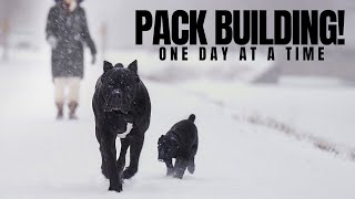 Cane Corso Pack Building With Puppy amp Bruce Wayne [upl. by Leelaj]