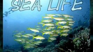 Sea Life  Original Music by Bill MacKechnie [upl. by Milo209]