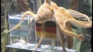 Paul The Octopus  song by Parry Gripp [upl. by Utham]