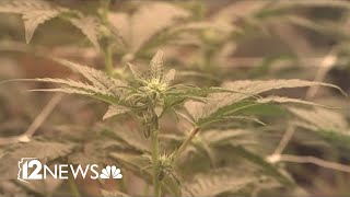 DEA to ease marijuana restrictions nationwide [upl. by Isoj192]