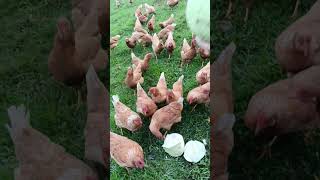 Alimentando las gallinas Vive Logicamente [upl. by Maritsa79]