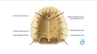 Maxillary Anesthesia Injection Anatomy and Techniques  Dr Saudi [upl. by Olney520]