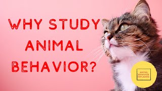 Why Study Animal Behavior [upl. by Marne]