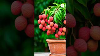 Grow Your OWN Lychee Plant from Seeds in 2024 Graffting Air Layering Lychee Plant। shorts [upl. by Langelo487]