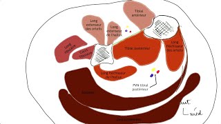 Myologie de la jambe loge Post plan profond [upl. by Eesdnil]