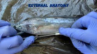 AQUA  Bullet Tuna Tulingan  Anatomy amp Dissection G2B [upl. by Nylrac]