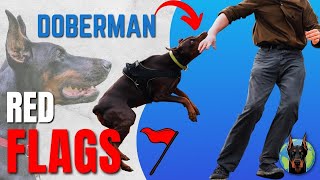 7 Warning Signs Dobermans Show MONTHS Before a Behavior Crisis [upl. by Anialam]