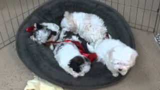 8 week old Maltipoo puppies [upl. by Felipe]