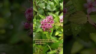 Spiraea japonica 🌼🌹 🌺 🌸 flowers kashmirblossoms kashmiribeauty flowerplant mughalgardens [upl. by Ecidnac272]