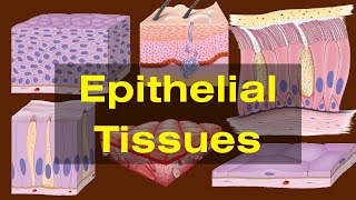 Epithelial tissues class 9 Epithelial tissues Types and Functions Biology [upl. by Zoara767]