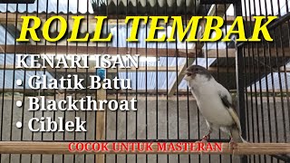 KENARI ISIAN  GLATIK BATU  BLACKTHROAT  CIBLEK  KENARIISIANREPUBLIKINDONESIA [upl. by Abert12]