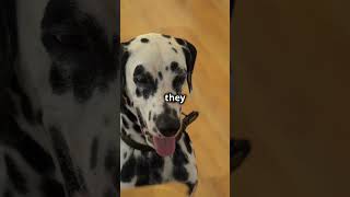 10 Fascinating Facts About Dalmatian Dogs [upl. by Ettedranreb]